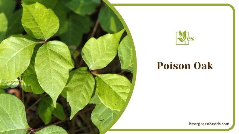 Poison Oak Plant in Georgia