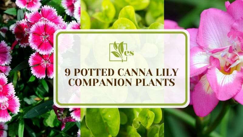 Potted Canna Lily Companion Plants