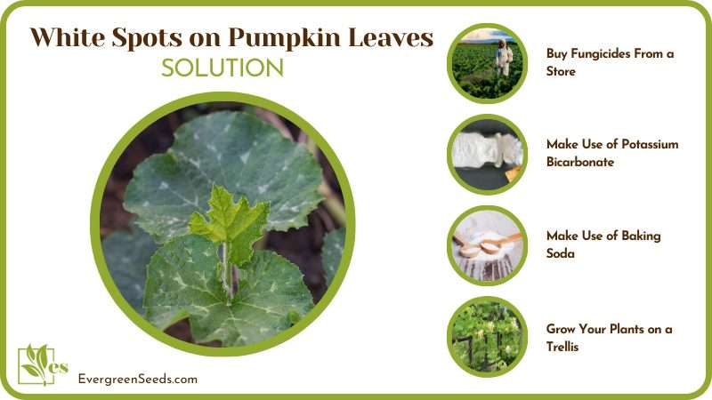 Prevent White Spots on Pumpkin Leaves