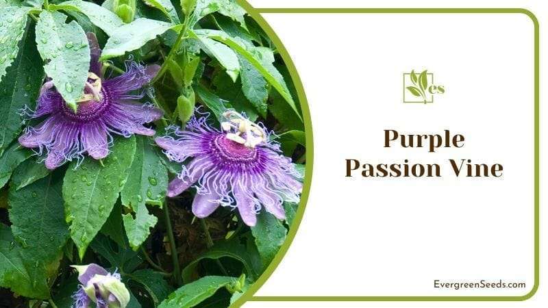Purple Passion Vine