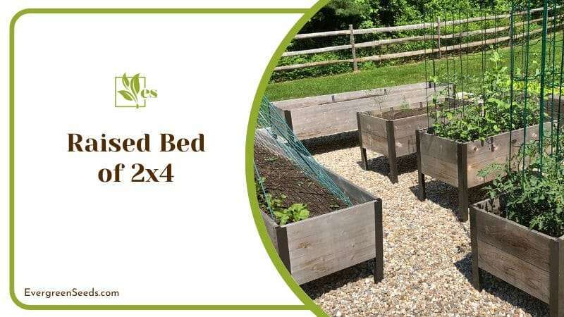 Raised Bed of 2x4