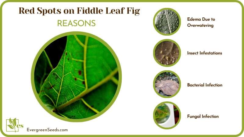 Reasons for Red Spots on Fiddle Leaf Fig