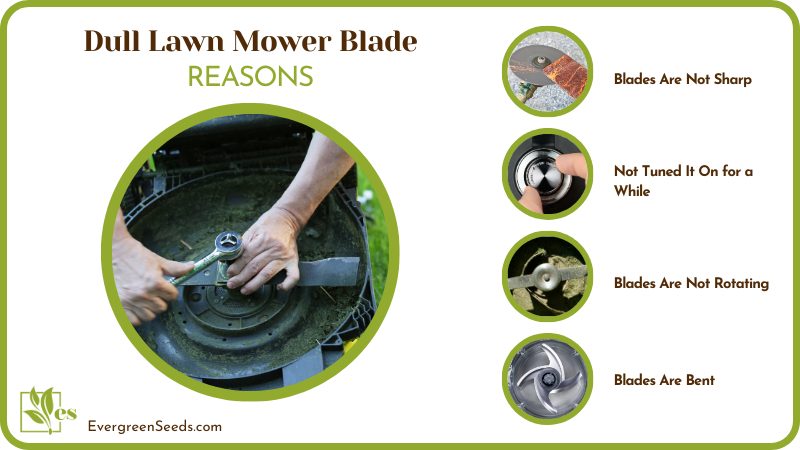Reasons of Dull Lawn Mower Blades