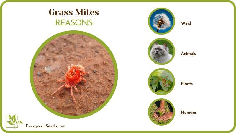 Reasons that Cause Grass Mites