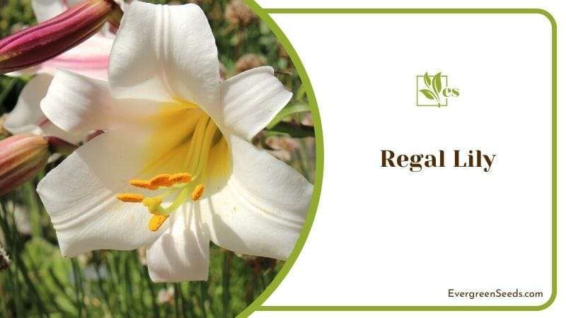 Regal Lily