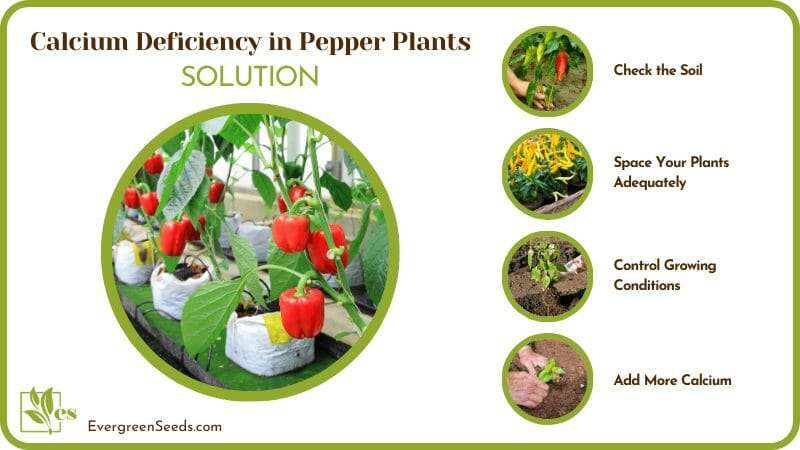 Resolve Calcium Deficiency in Pepper Plants