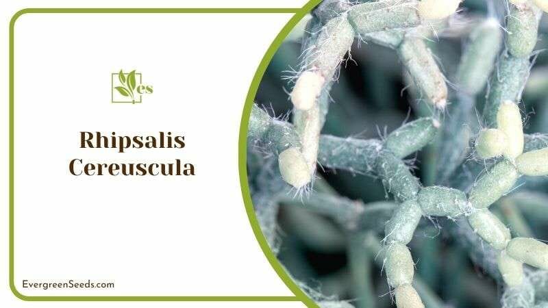 Rhipsalis Cereuscula or Coral Cactus