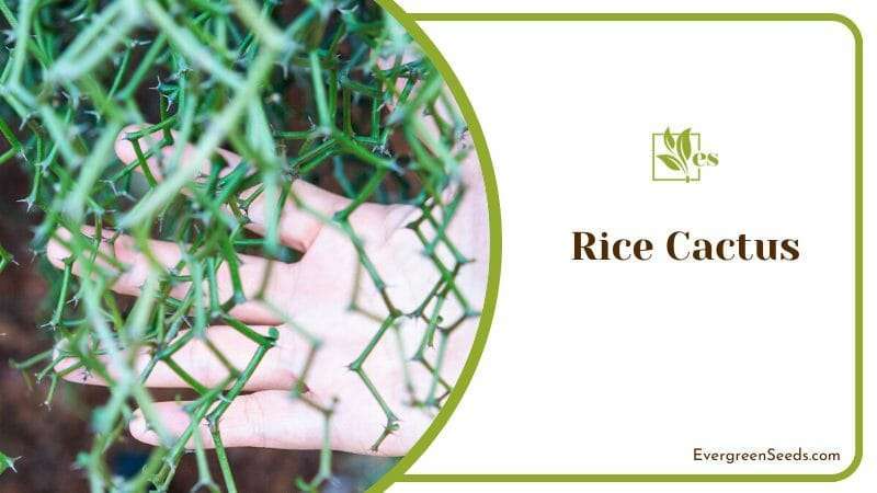 Rice Cactus
