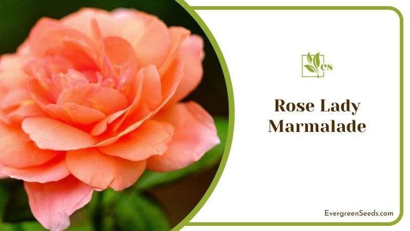 Rose Lady Marmalade