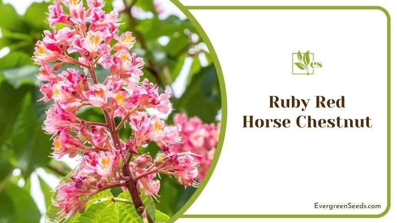 Ruby Red Horse Chestnut