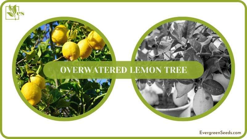 Save Overwatered Lemon Tree