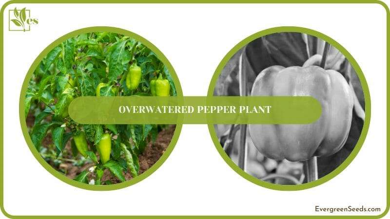 Save Overwatered Pepper Plant