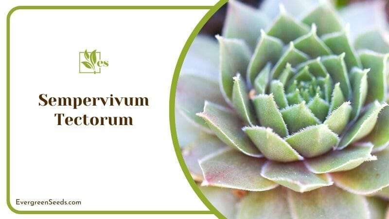 Sempervivum Tectorum