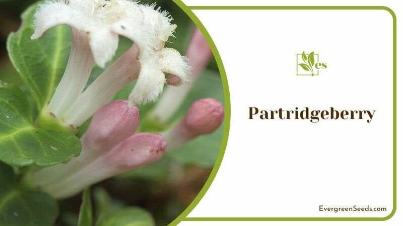 Slow Growing Partridgeberry Plant