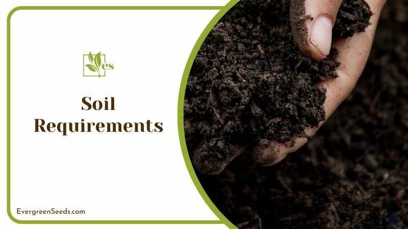 Soil Requirements