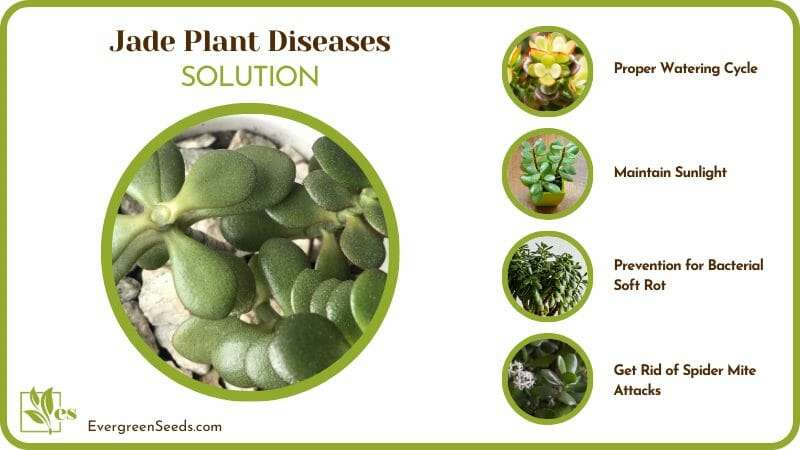 Solutions for Jade Plant Diseases