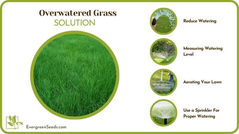 Solutions of Overwatered Grass
