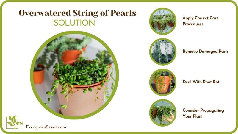 Solutions of Overwatered String of Pearls