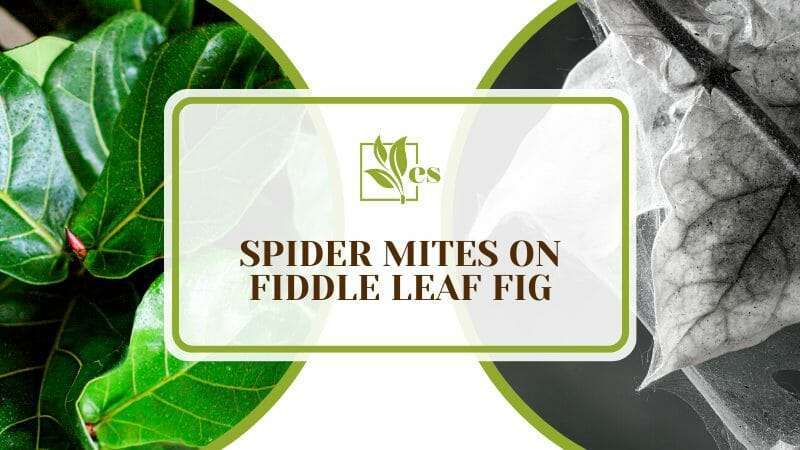 Solving Spider Mite Infestation on Fiddle Leaf Figs