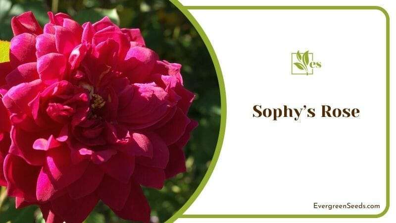 Sophy’s Rose
