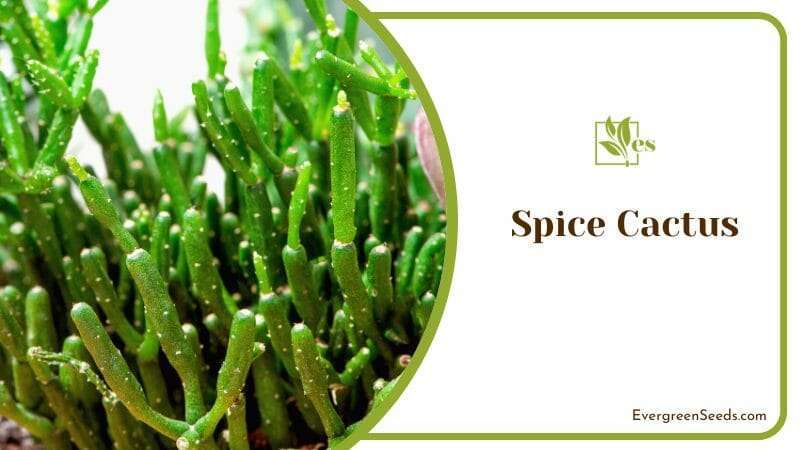 Spice Cactus