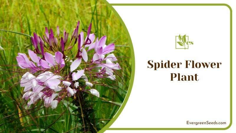 Spider Flower Plant