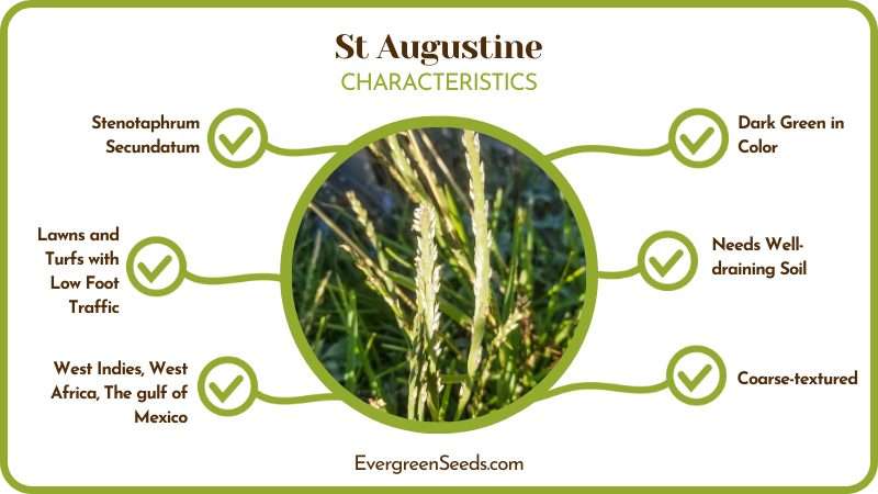St Augustine Requirements