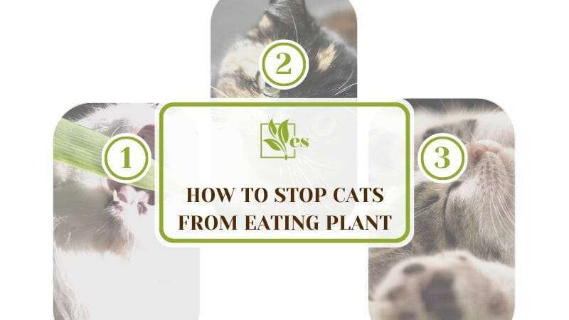 Stop Cats from Eating Plants