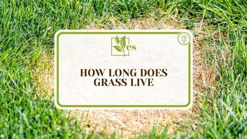 Surprising Facts of Grass Lifespan