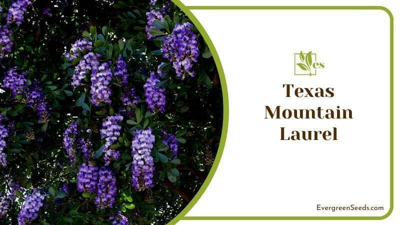 Texas Mountain Laurel Flowers