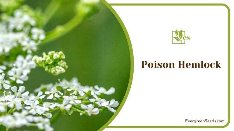The Poisonous Plant That Can Kill