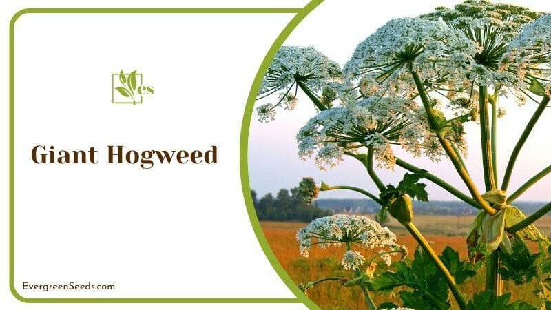 The Risks of Giant Hogweed