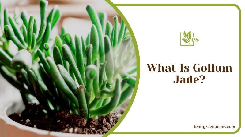 The Unique Gollum Jade Plant