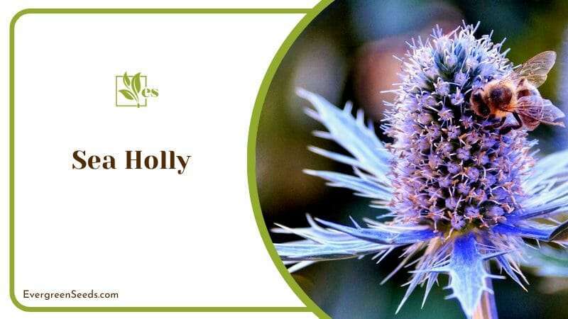 The Unusual Sea Holly Flower