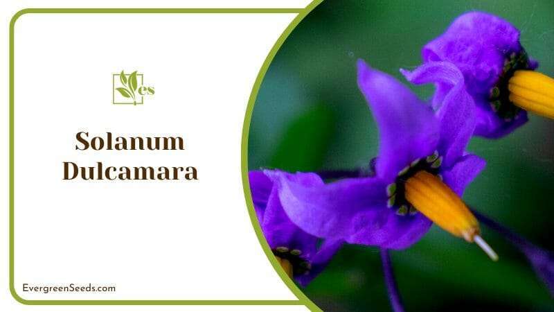 The Versatile Solanum Dulcamara