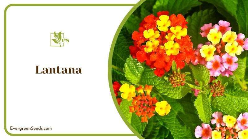 The Vibrant Colors of Lantana