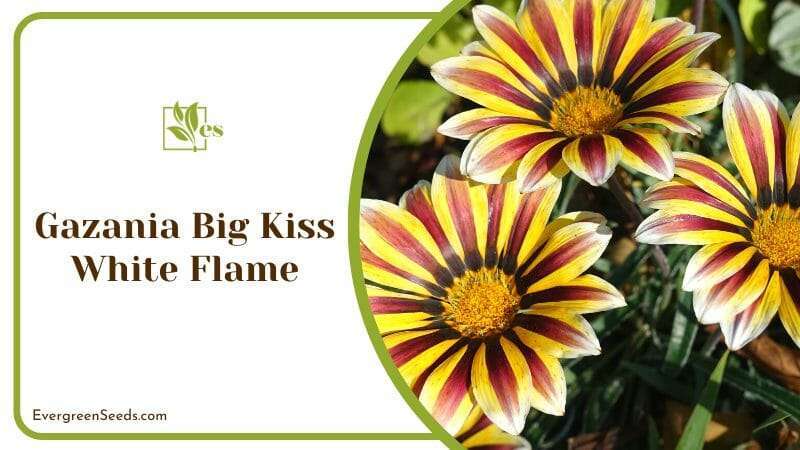 Three Striped Flower of Gazania Big Kiss