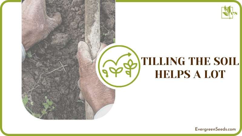 Tilling the Soil Helps