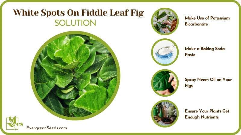 Treat Your Fiddle Leaf Figs with White Spots