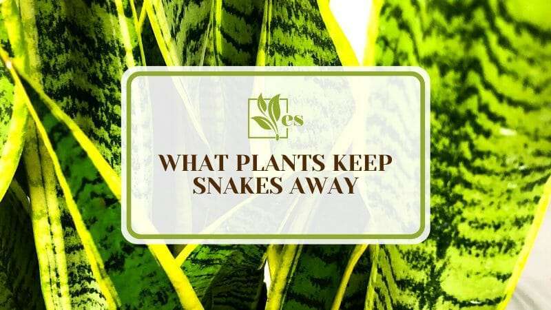 Ultimate Greens Plants Keep Snakes Away