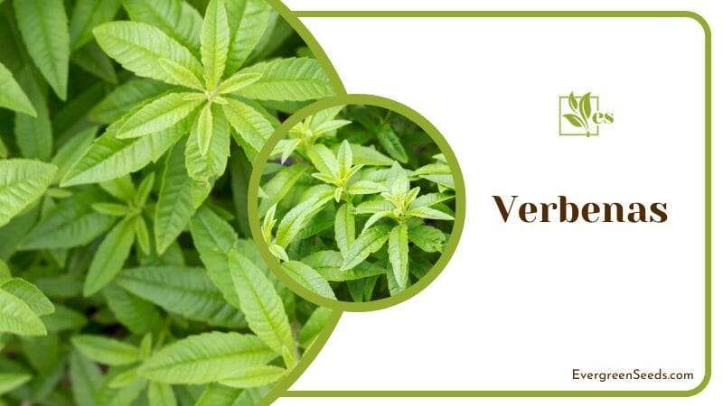 Verbenas hardy perennial herbs