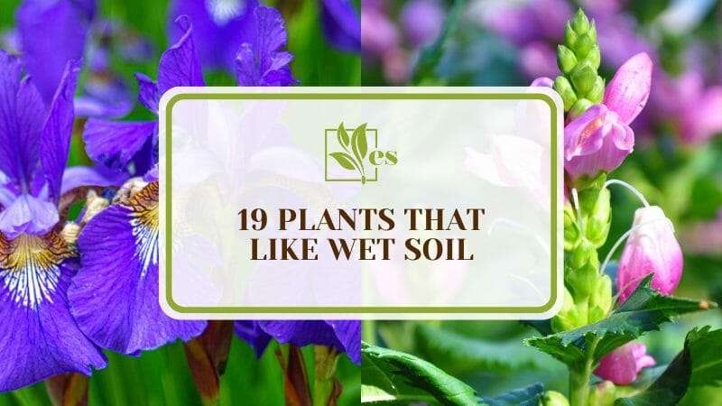 Water Lovers Plants That Like Wet Soil