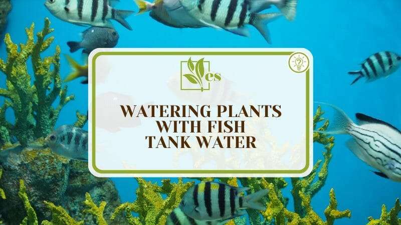 Water Plants with Fish Tank Water