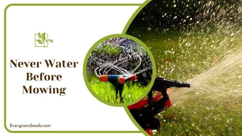 Watering Grass After Mowing