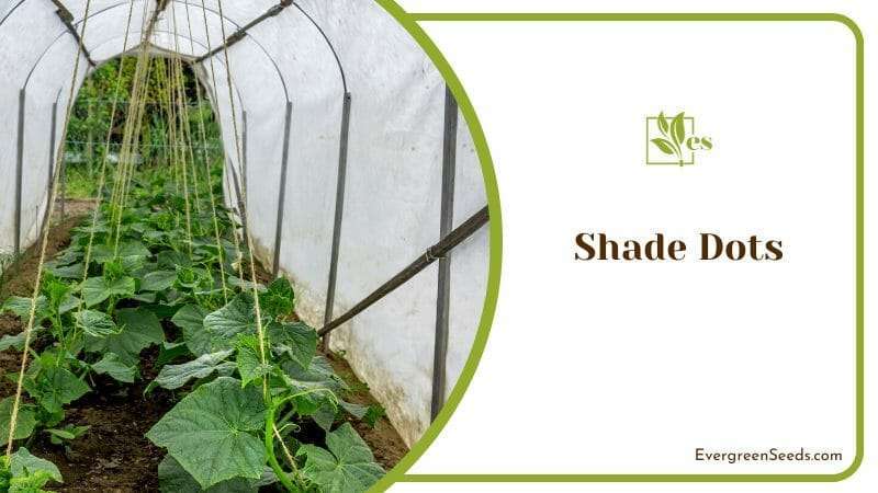 Way to Add Shade to Your Garden