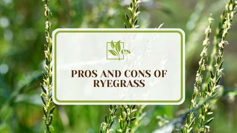 _Weighing the Pros and Cons of Ryegrass
