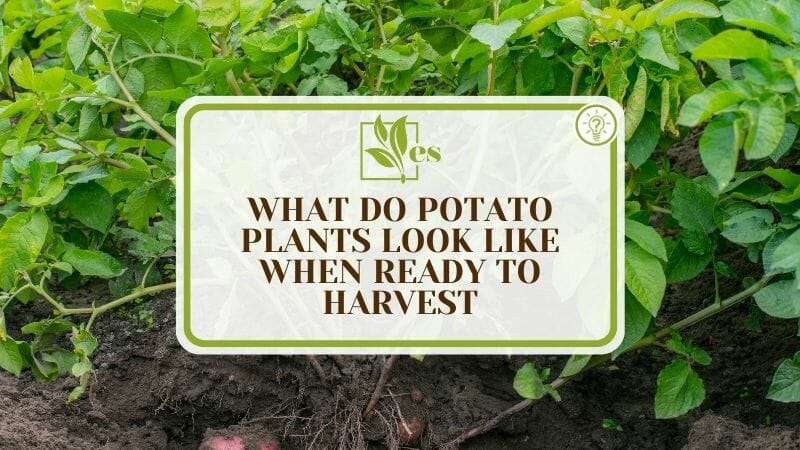 What Do Potato Plants Look Like When Ready to Harvest