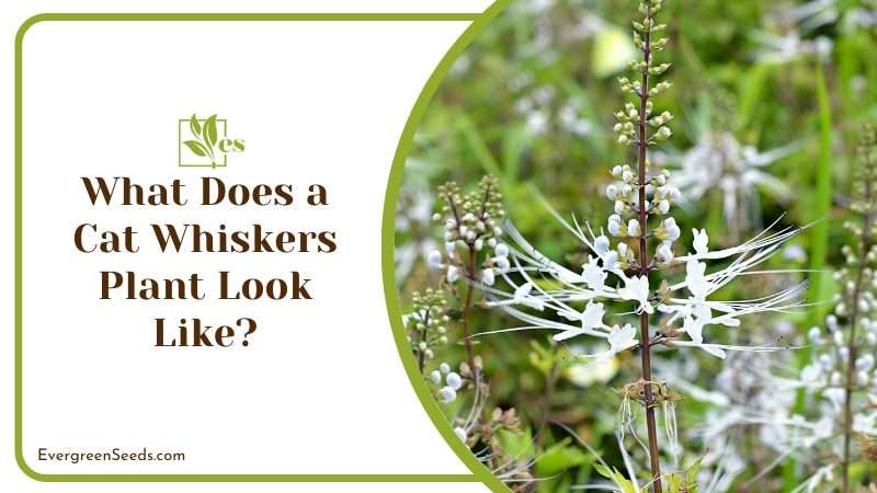 What Does a Cat Whiskers Plant Look Like