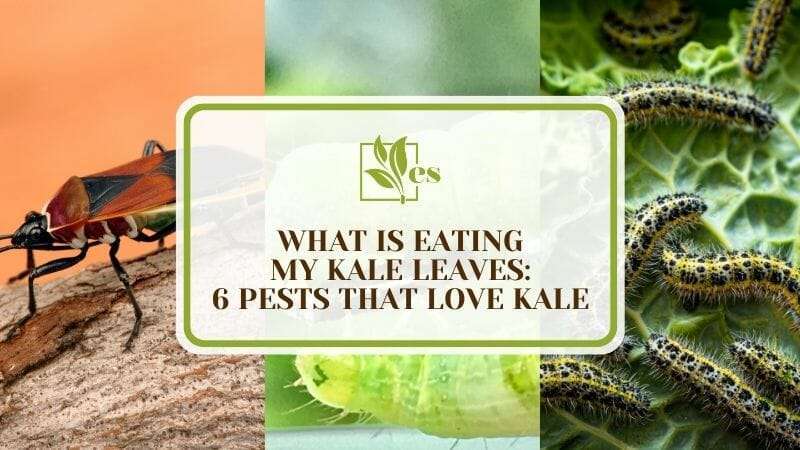 What Is Eating My Kale Leaves 6 Pests That Love Kale