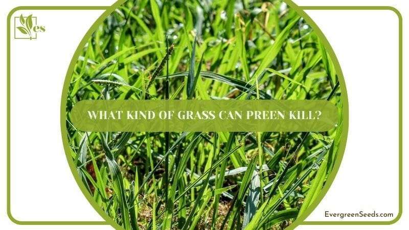 What Kind of Grass Can Preen Kill